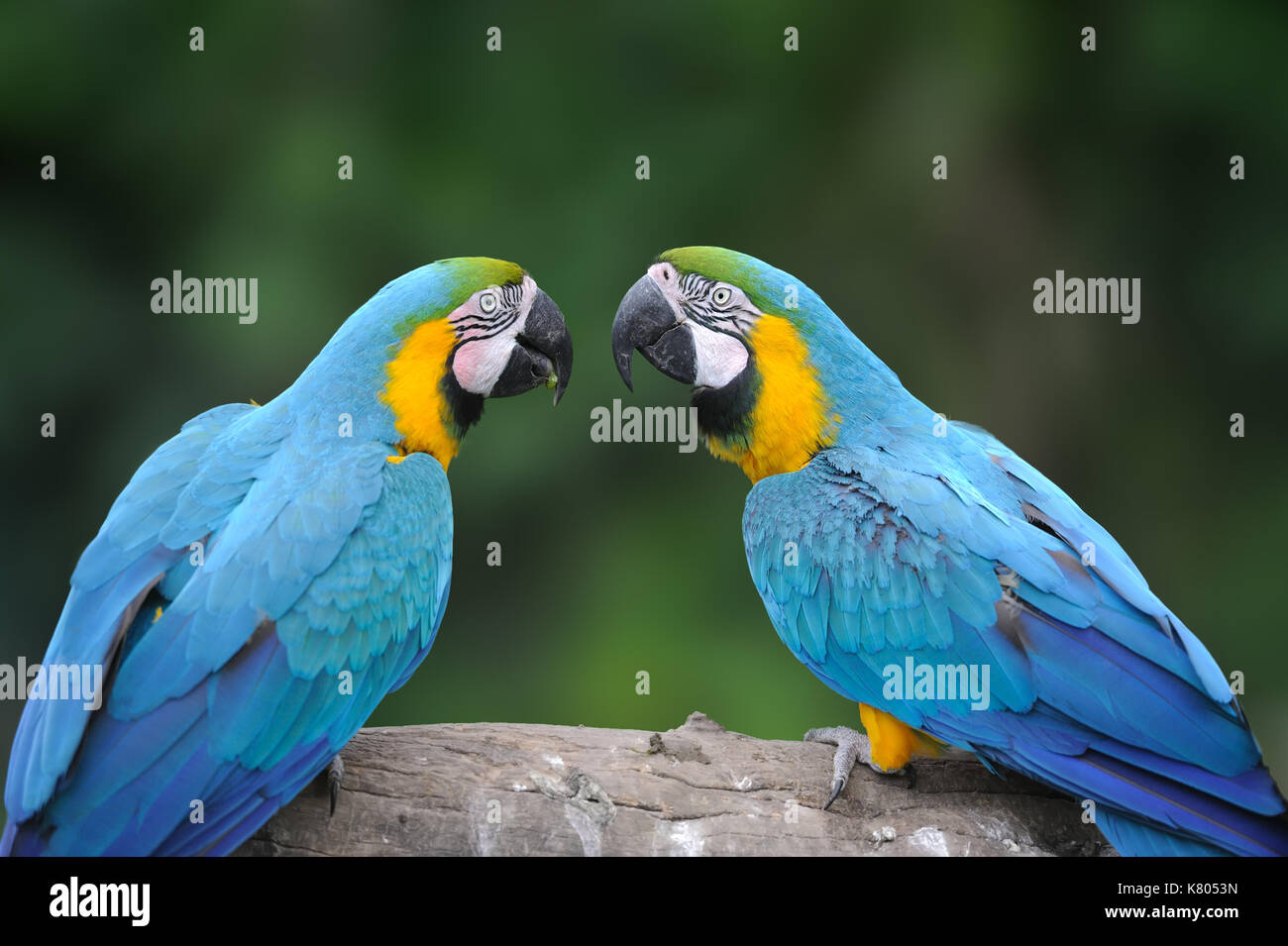 Come bigs il tuo uccello