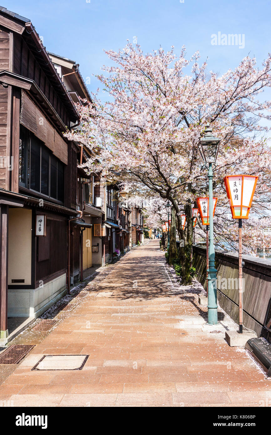 Kazue popolare-machi Chaya, periodo Edo street mix di legno tradizionale ryokan giapponese, locande e alloggiamento, di fronte, fiori di ciliegio e fiume. Foto Stock