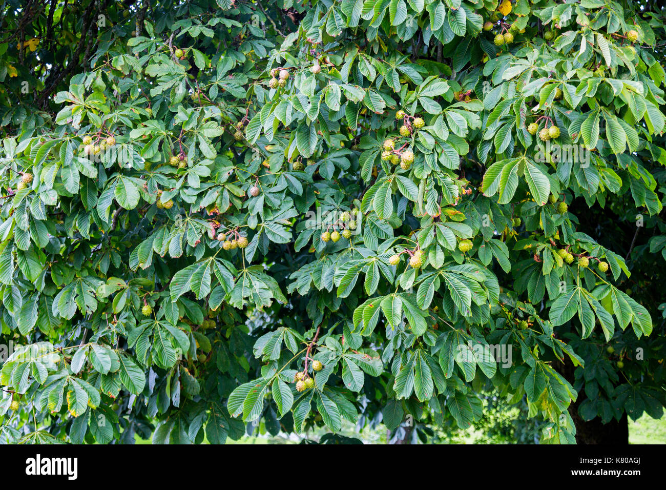 Ippocastano tree (Aesculus hippocastanum) con conkers a Castle Hill House e giardini, vicino Filleigh, North Devon, Inghilterra, Regno Unito Foto Stock