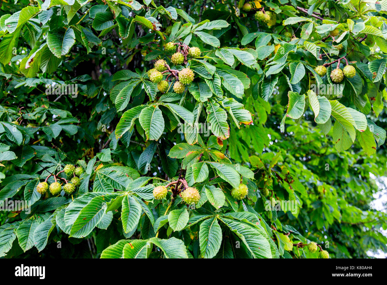 Ippocastano tree (Aesculus hippocastanum) con conkers a Castle Hill House e giardini, vicino Filleigh, North Devon, Inghilterra, Regno Unito Foto Stock