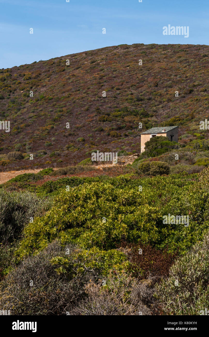 Corsica: la macchia mediterranea lungo il Sentier des douaniers, a 19 km lungo il percorso costiero sul Cap Corse utilizzato dai funzionari doganali in passato Foto Stock