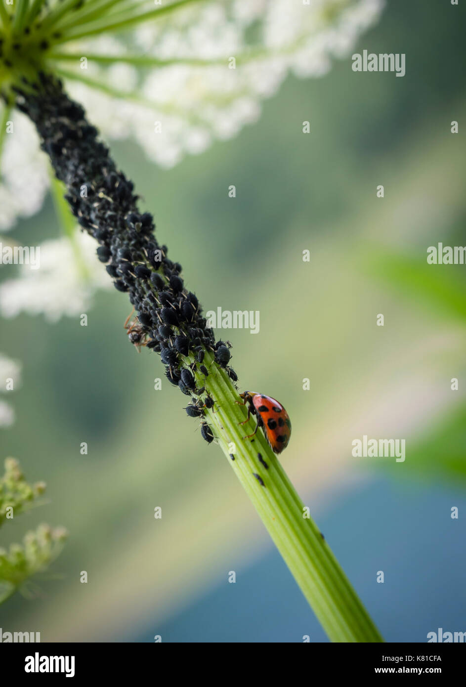 Una coccinella (Coccinella septempunctata) nel mezzo di molte piante (louses Aphidoidea). Ladybugs sono considerati insetti utili, perché preda su aph Foto Stock