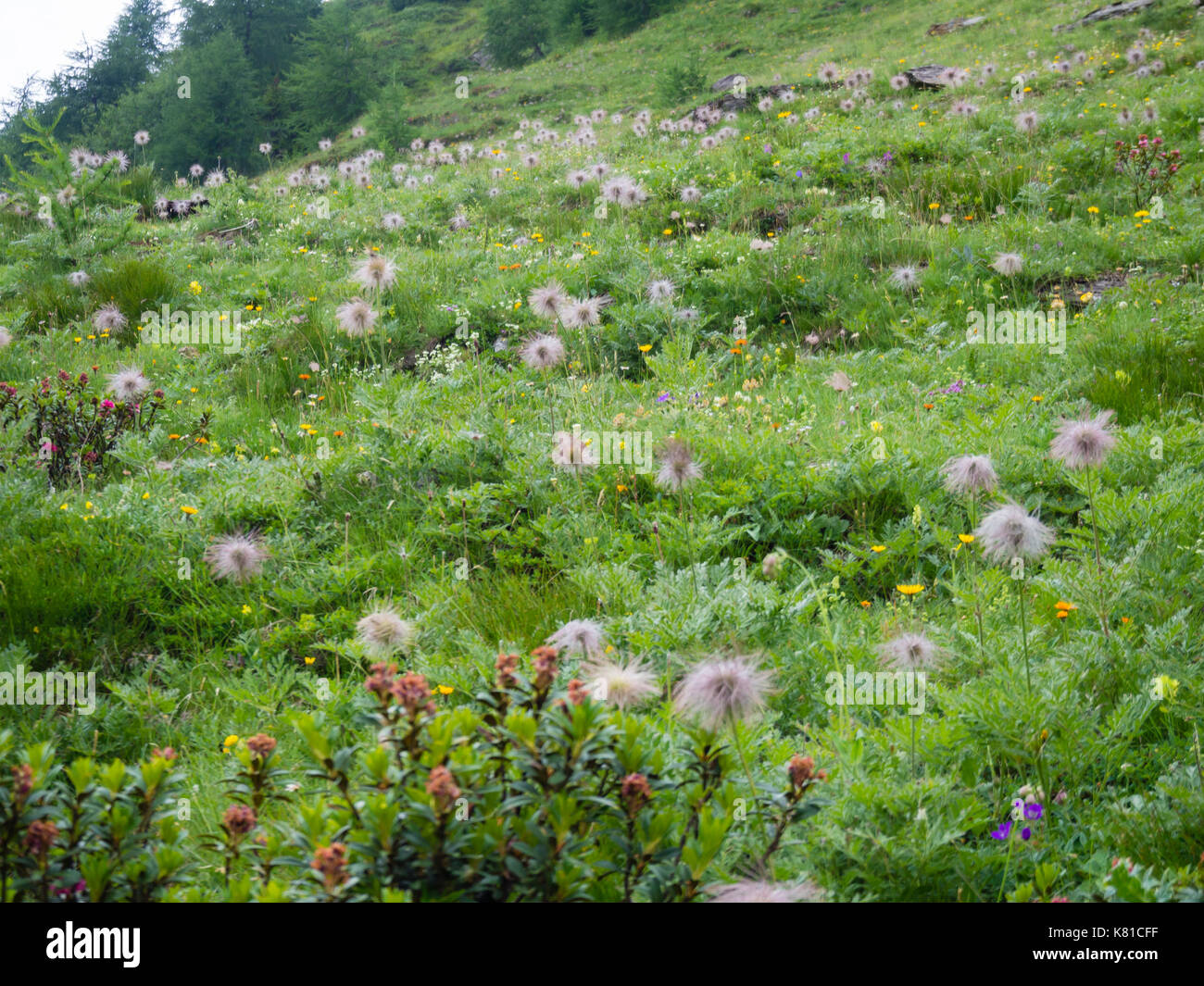 Di fiori alpini prato dopo la pioggia nelle alpi svizzere (Canton Ticino) Foto Stock