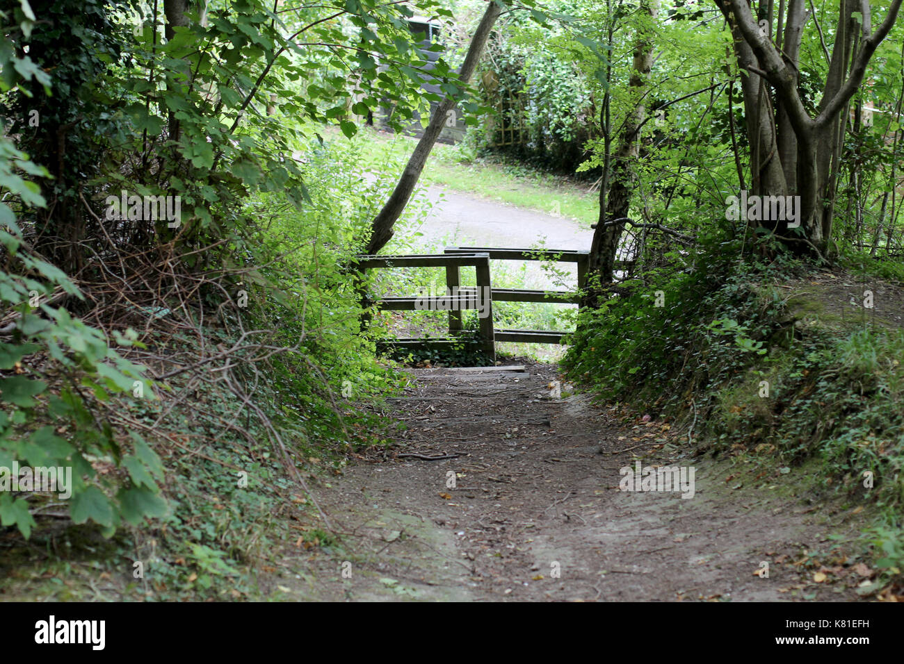 Regno Unito foresta paesaggio nella giungla Foto Stock