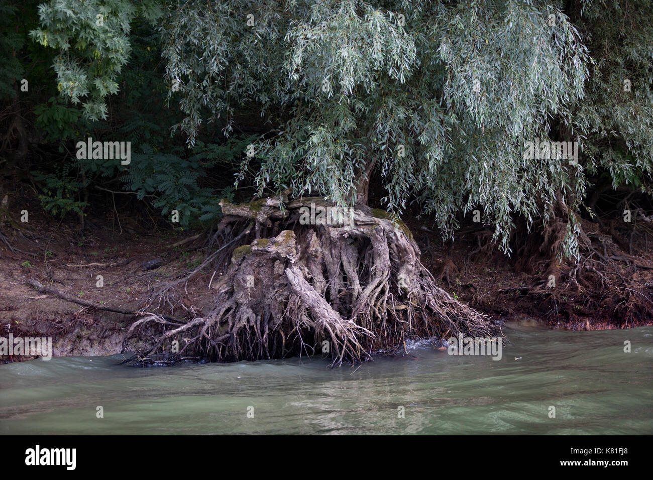 In riva al fiume e alberi da appendere sul Delta del Danubio in Romania Foto Stock