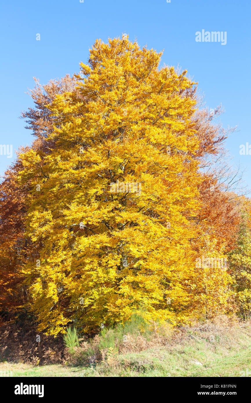Lo splendore di autunno - gigante giallo dorato faggio nel bosco di latifoglie piantati dall'industria del legno come energia sostenibile in pieno i colori dell'autunno Foto Stock