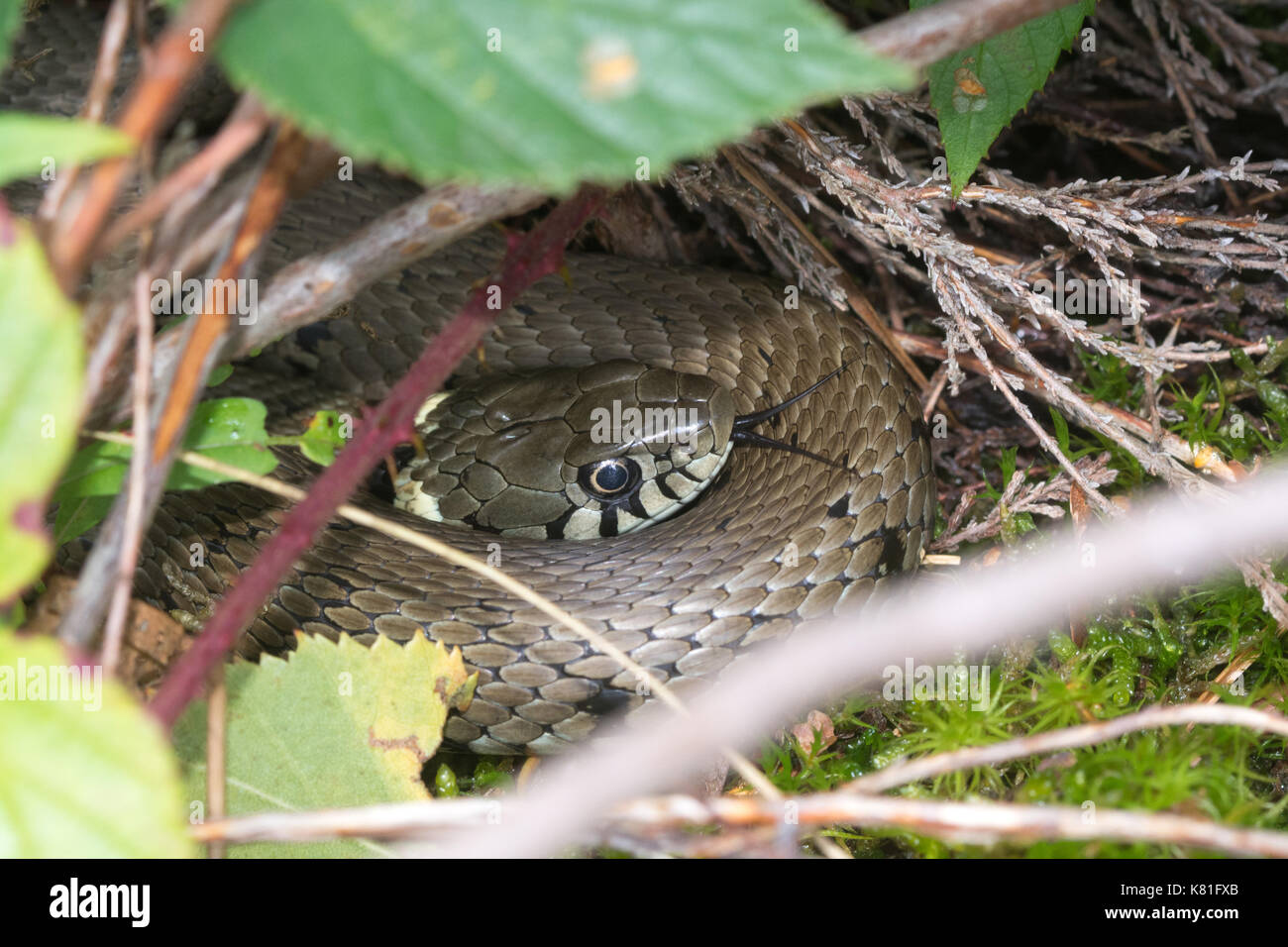 Serpente d'erba (Natrix helvetica) crogiolarsi nella brughiera, Regno Unito Foto Stock