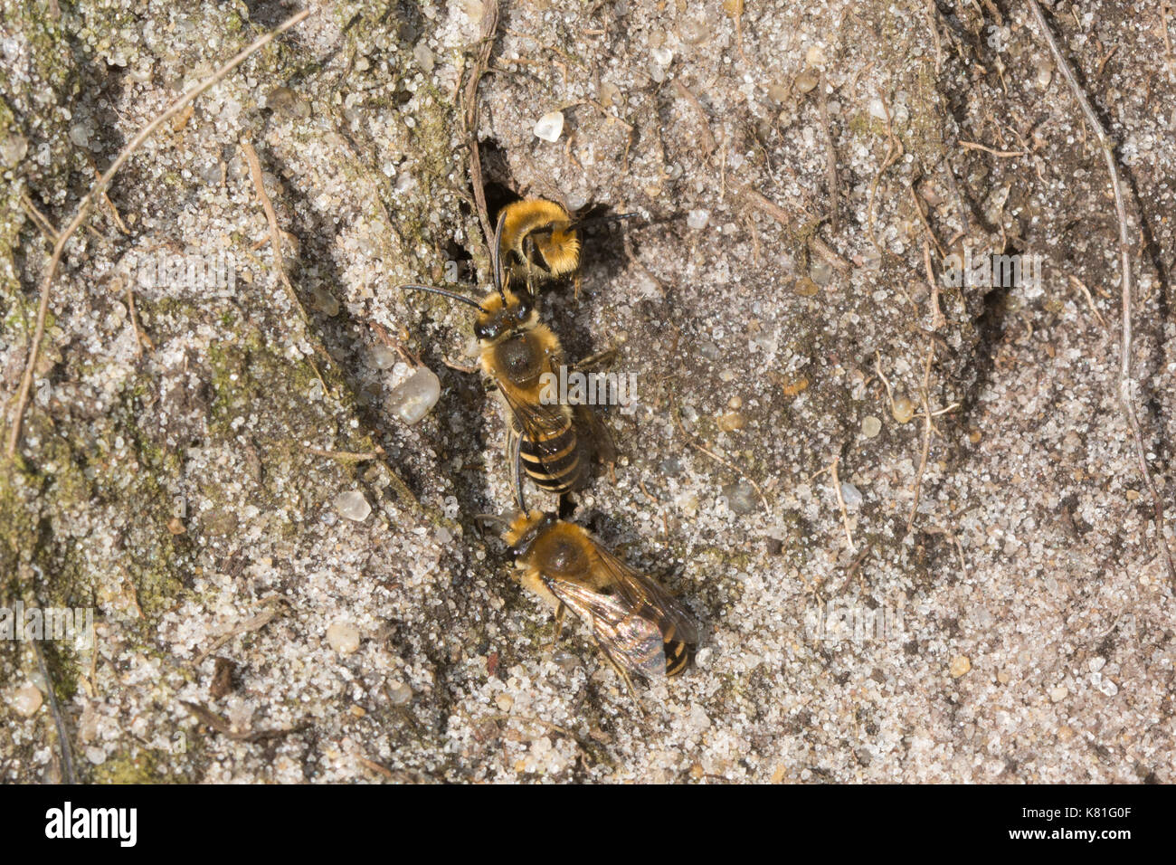 Colonia di api di data mining (specie Andrena) nel Surrey, Regno Unito Foto Stock