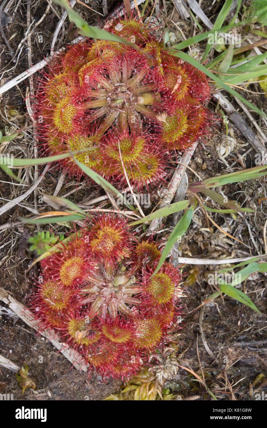 Close-up della pianta carnivora, round-lasciava sundew (drosera rotundifolia) Foto Stock
