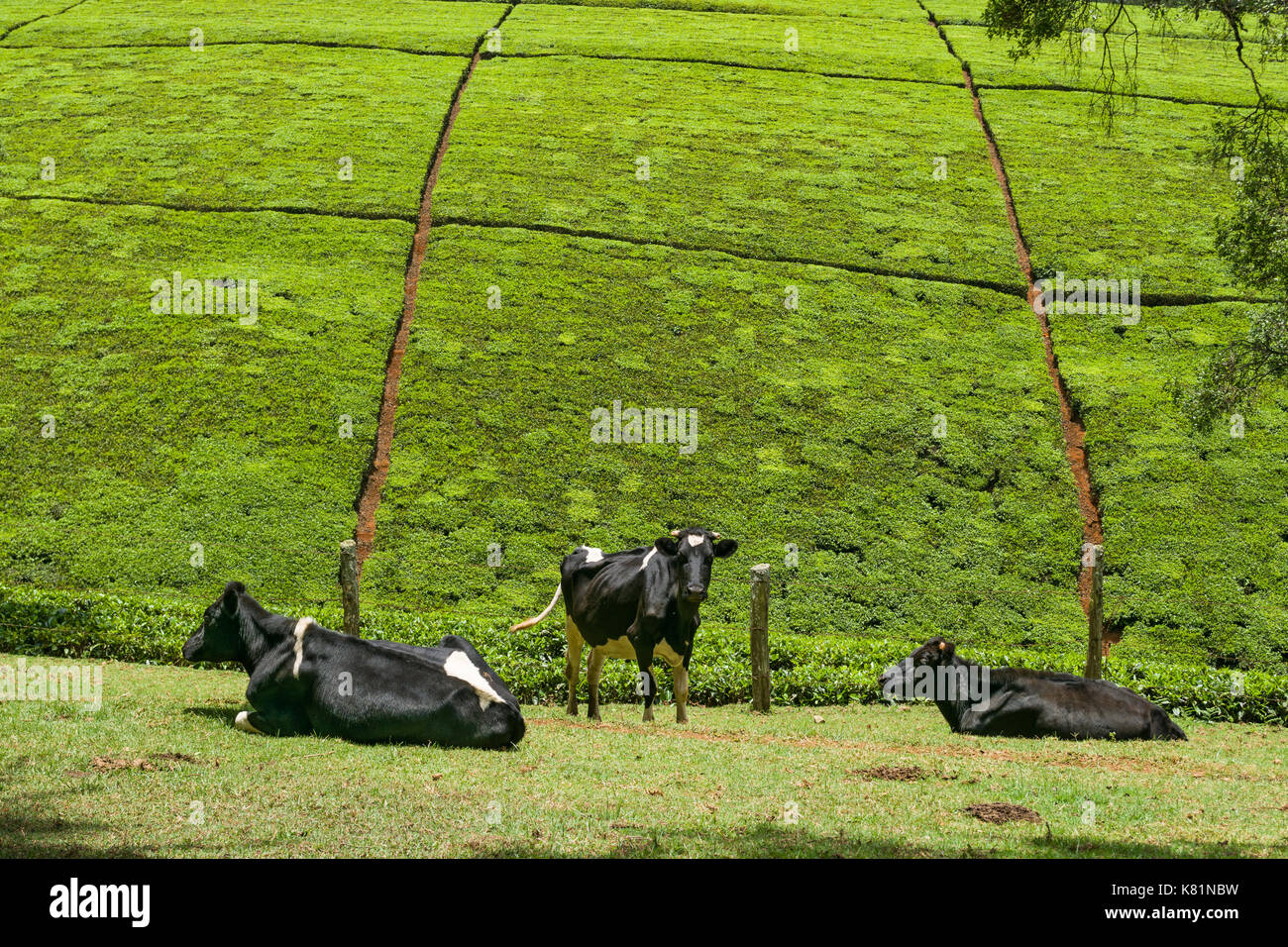 Le mucche in campo con la piantagione di tè arbusti sulla collina in background, Kenya Foto Stock