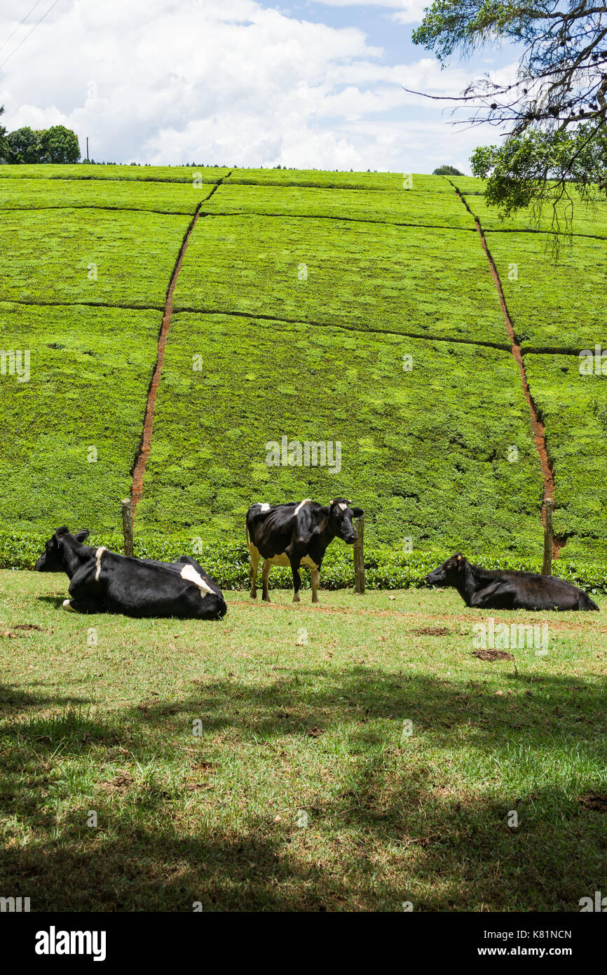Le mucche in campo con la piantagione di tè arbusti sulla collina in background, Kenya Foto Stock