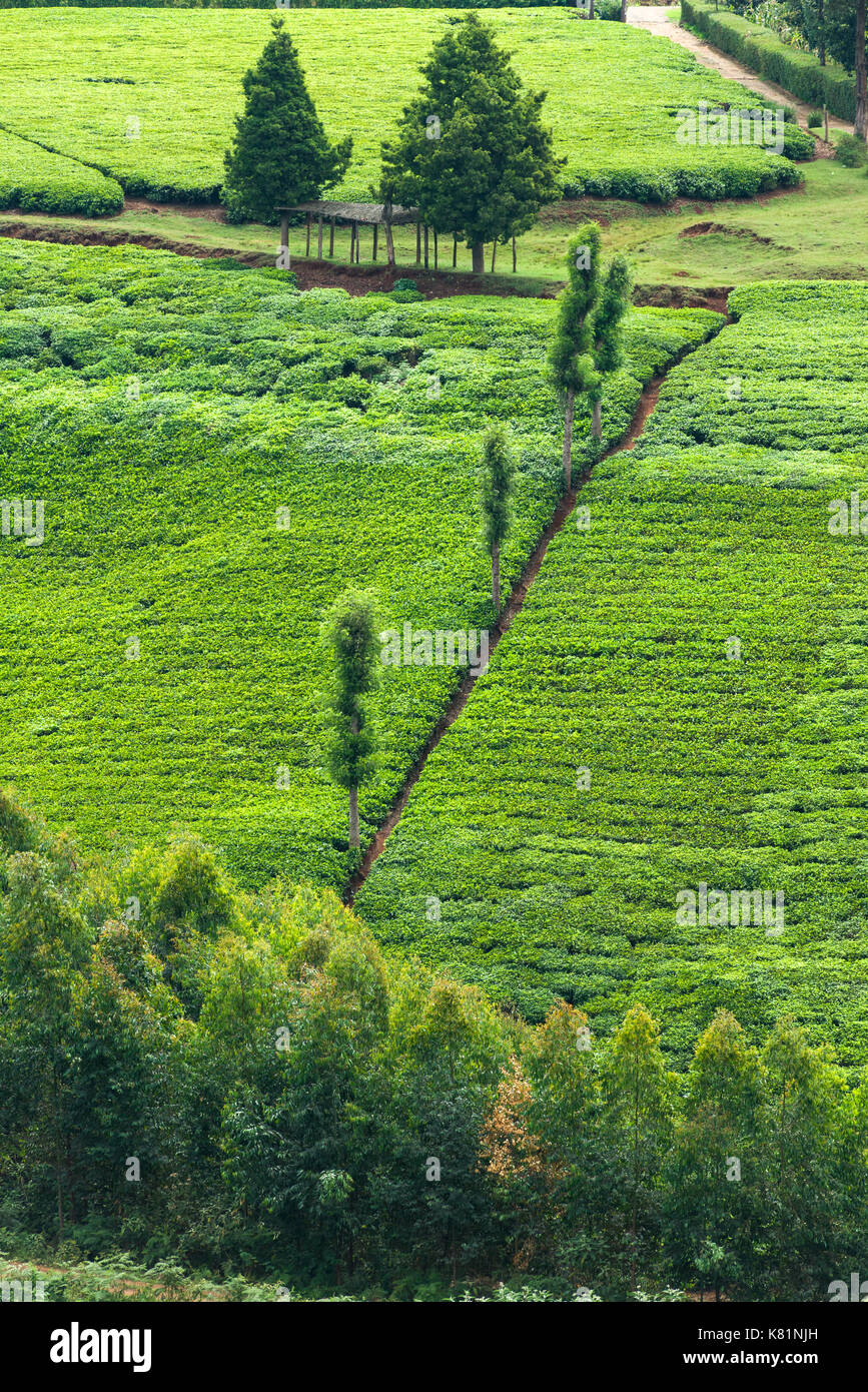 Colline con campi di piante di tè in piantagioni di tè, Kenya Foto Stock