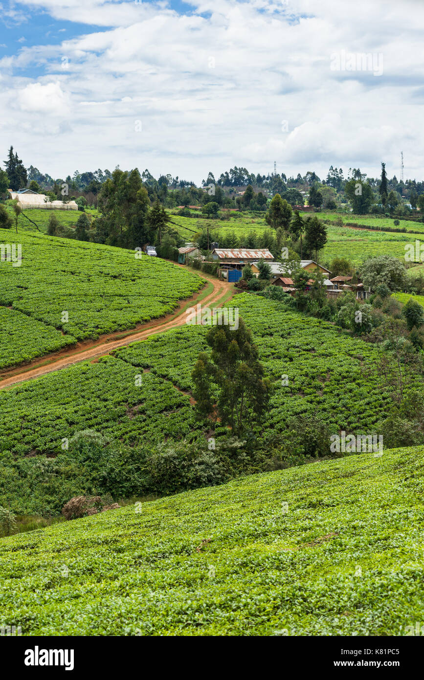 I lavoratori delle piantagioni edifici tra la piantagione di tè campi, Kenya Foto Stock