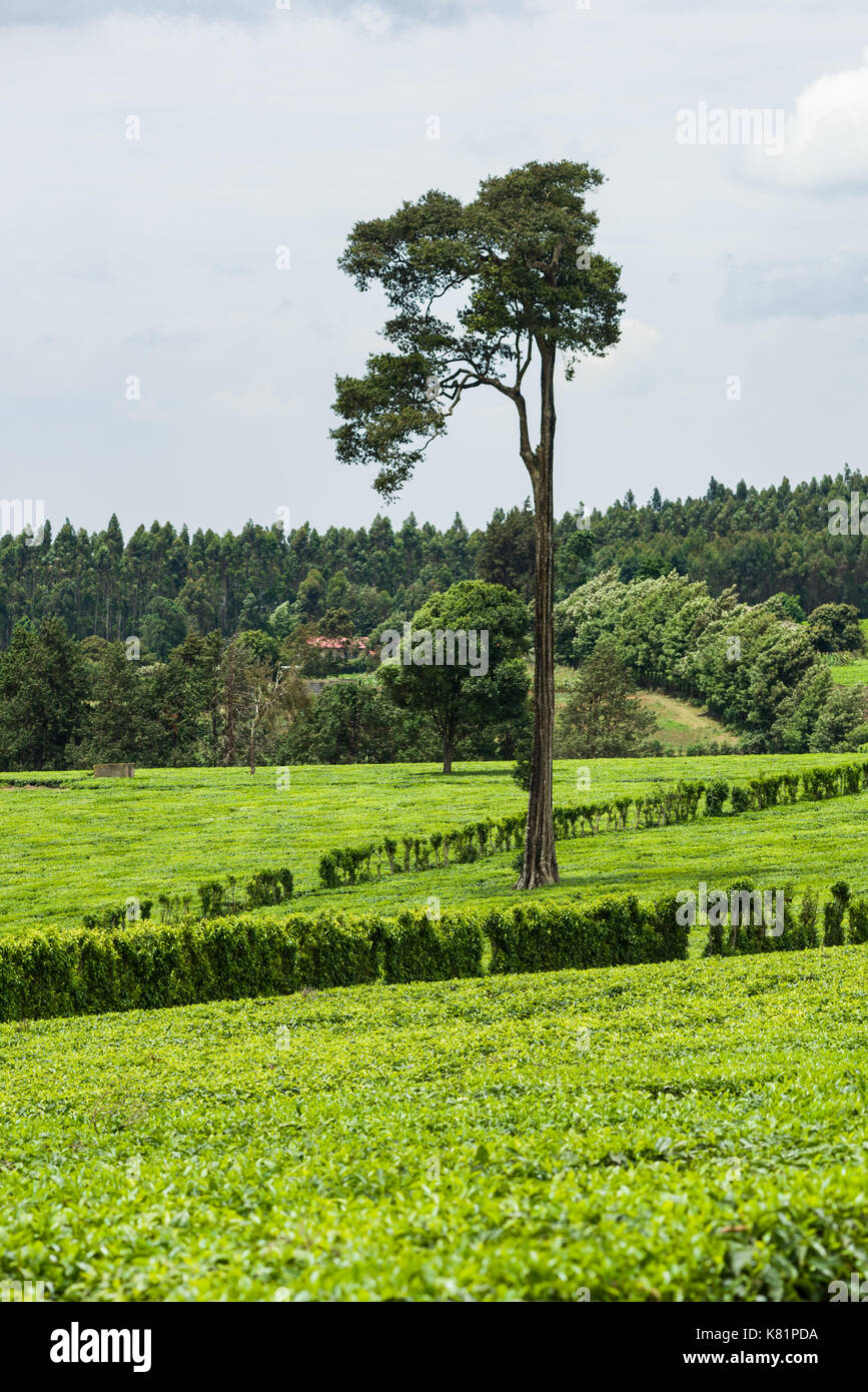 Alberi che crescono in tra piante di tè in piantagioni di tè, Kenya Foto Stock