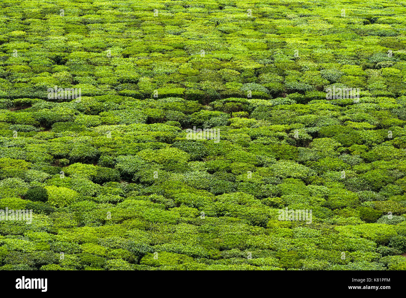 Piante di tè crescente sulla collina sul campo la piantagione di tè, Kenya Foto Stock