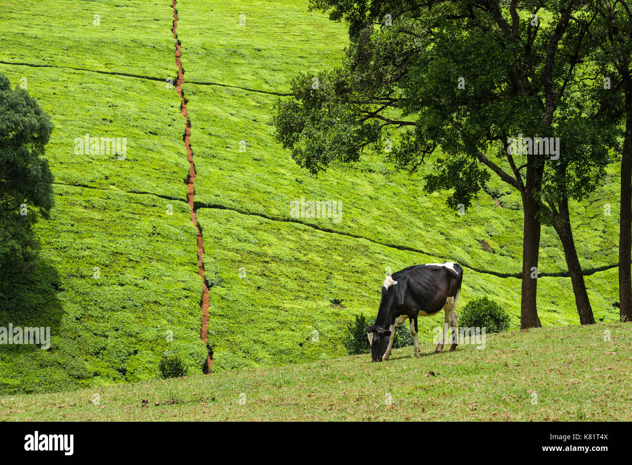 Mucca pascolare nel campo con arbusti di tè sulla collina in background, Kenya Foto Stock