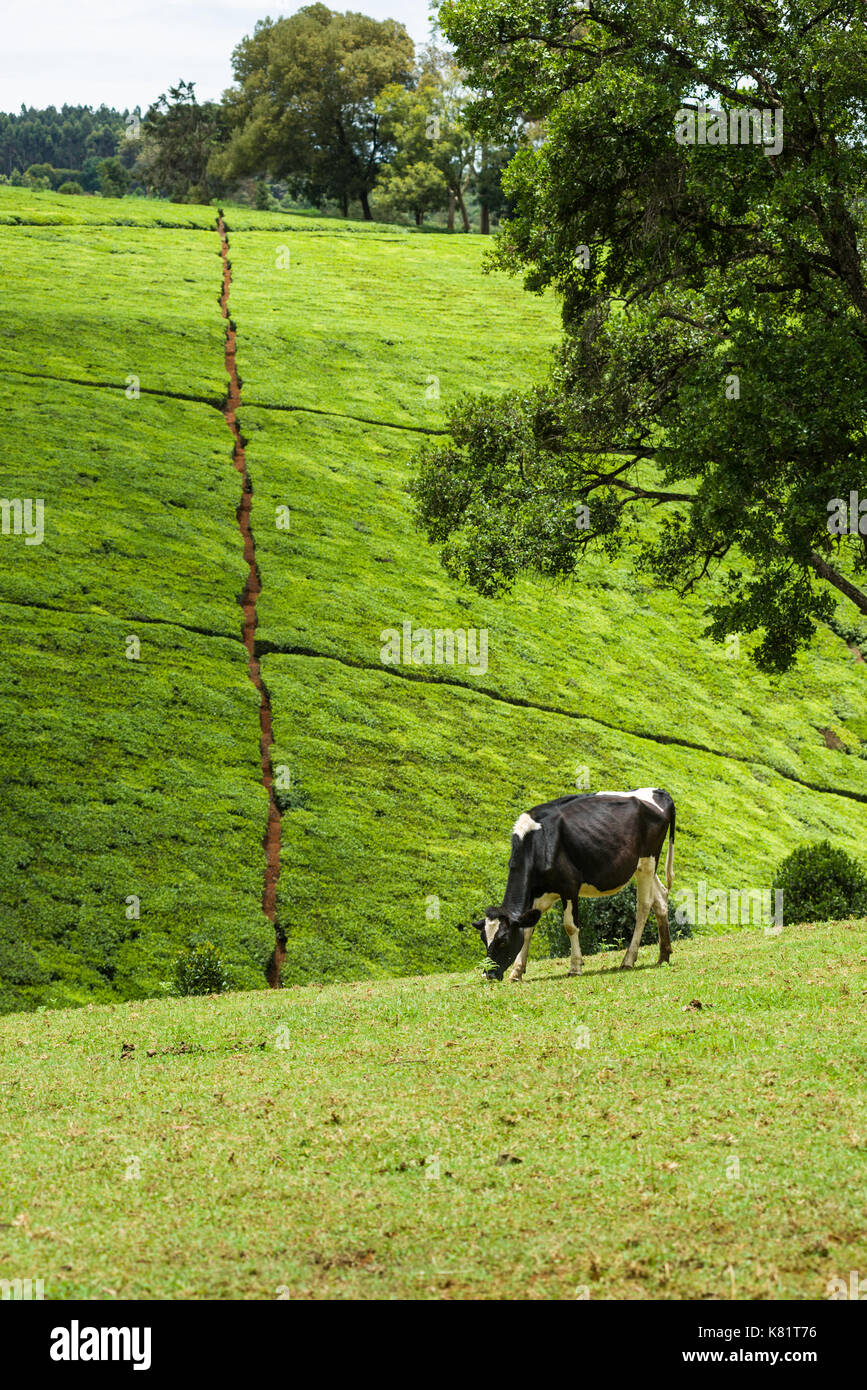 Mucca pascolare nel campo con arbusti di tè sulla collina in background, Kenya Foto Stock