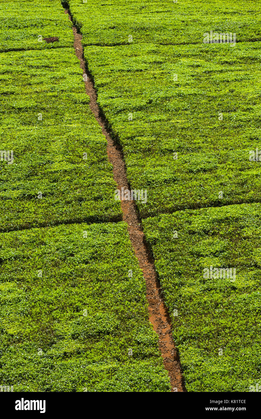 Vista astratta di piantagione di tè tè piante che crescono su di una collina con sentieri che tagliano attraverso di loro, Kenya Foto Stock