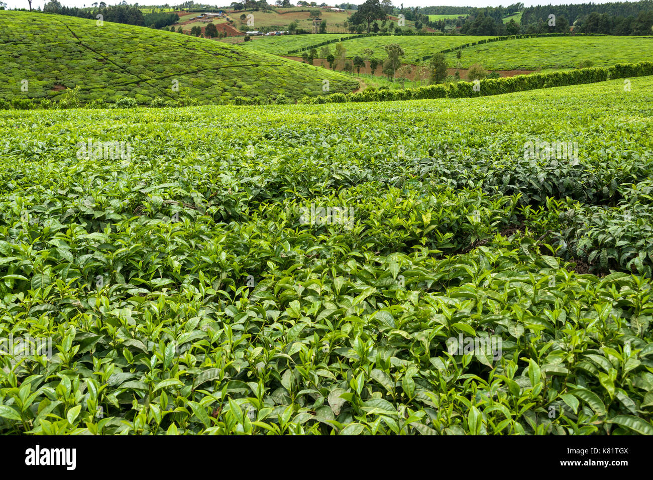 Colline con campi di piante di tè in piantagioni di tè, Kenya Foto Stock