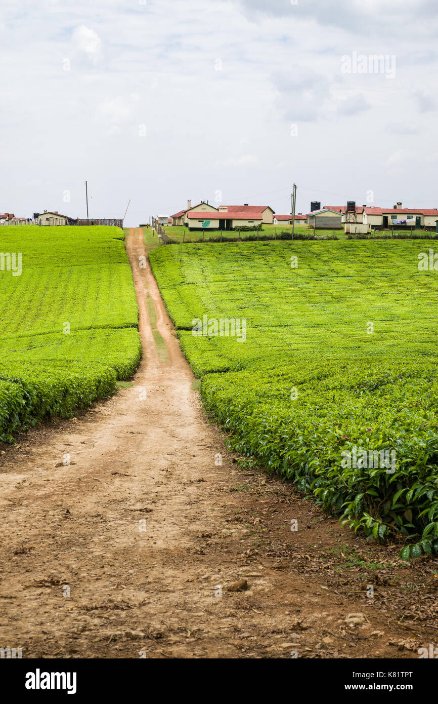 La piantagione di tè con lavoratori edifici abitativi in background, Kenya Foto Stock