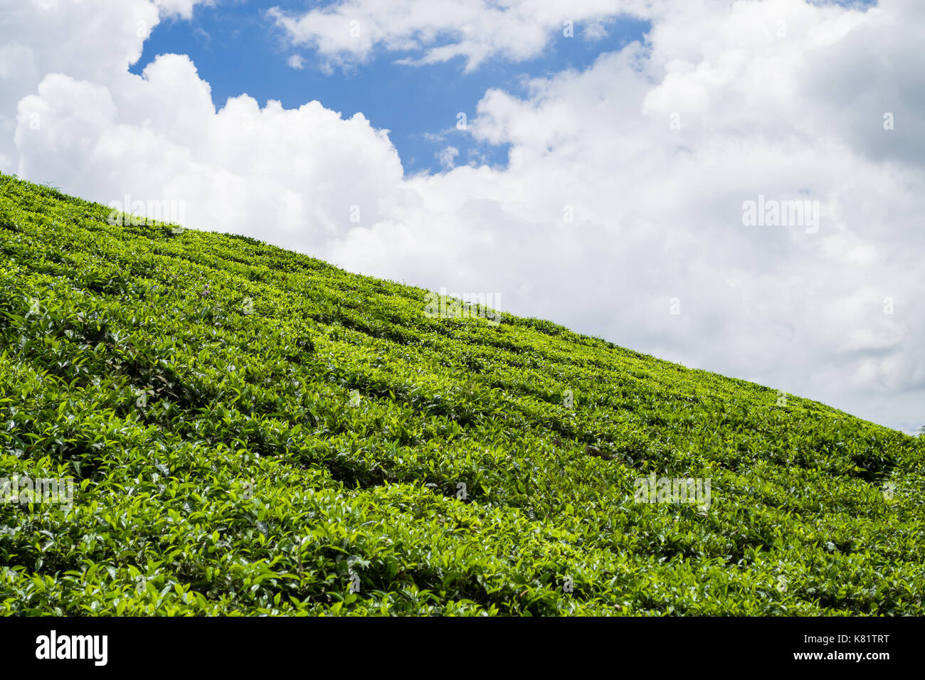 Collina con piante di tè crescente su di esso in una piantagione di tè, Kenya Foto Stock