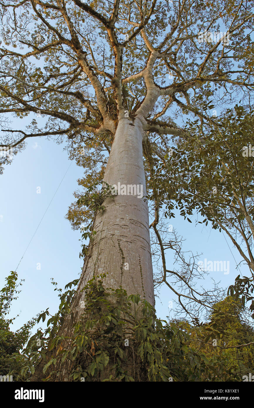 Il filo interdentale in seta tree (ceiba speciosa), selva lacandona, nello Stato del Chiapas, Messico Foto Stock