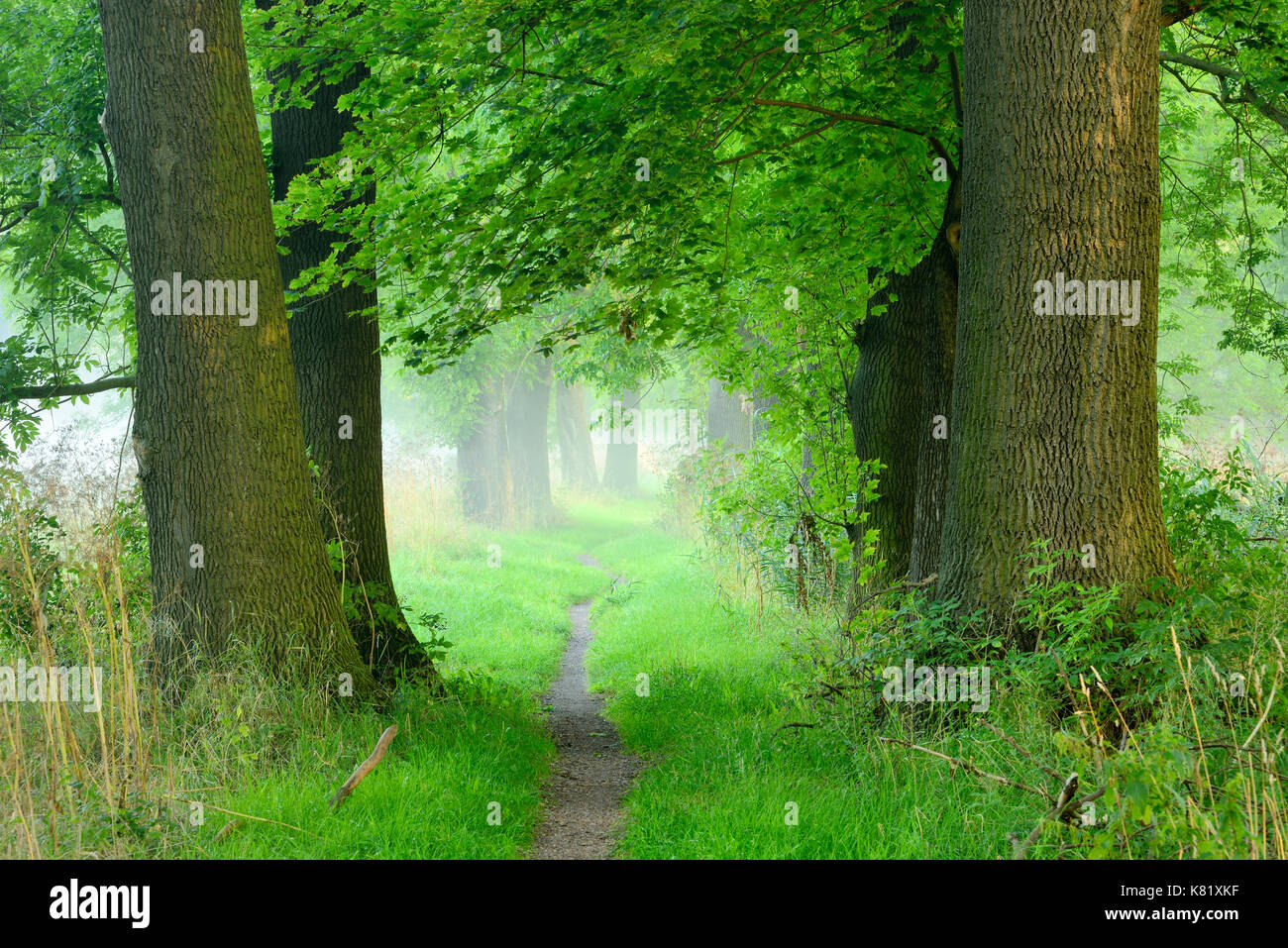 Il percorso stretto, Oak Avenue, nebbia, Naumburg, Naumburg, SASSONIA-ANHALT, Germania Foto Stock