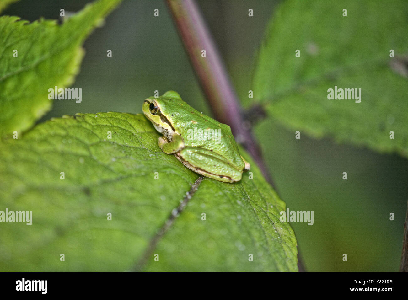 Rane di albero Foto Stock