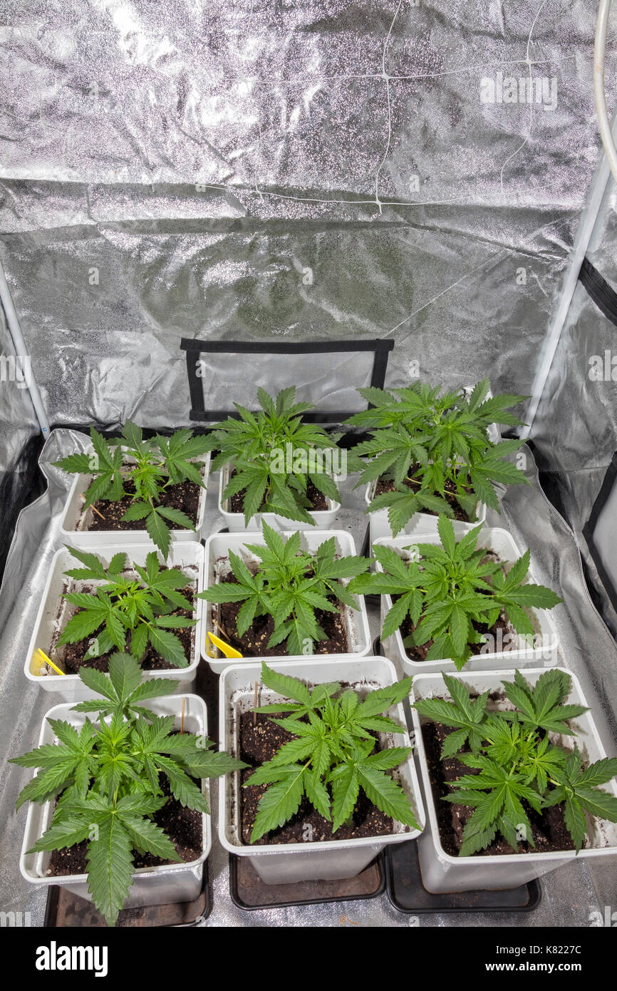 Armadio per la coltivazione indoor di cannabis Foto stock - Alamy