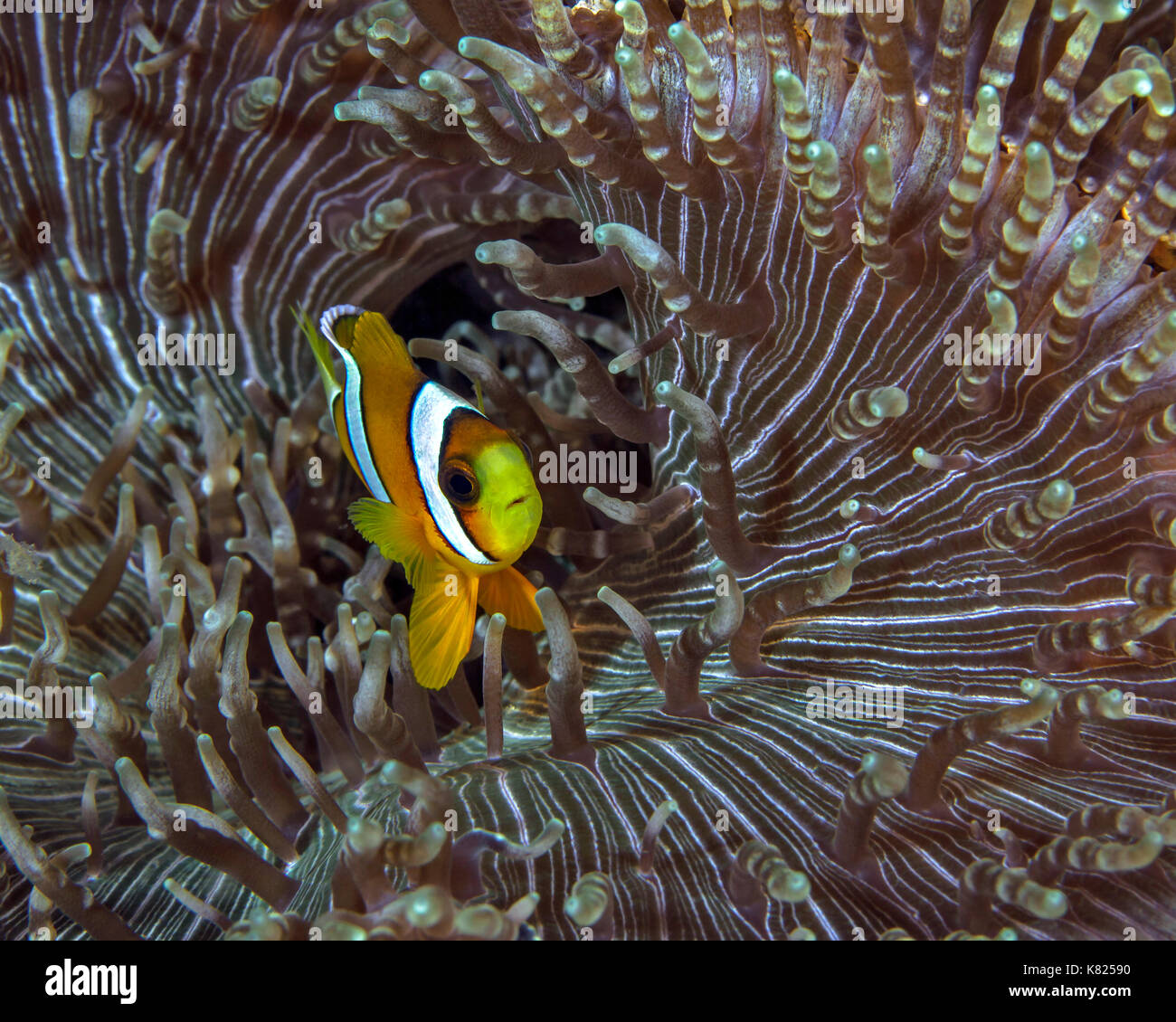 Due fasce di clownfish (Amphiprion bicinctus) passa sopra la bocca di perle-tentacolo (anemone Heteractis aurora). Ad Ambon, Indonesia. Foto Stock