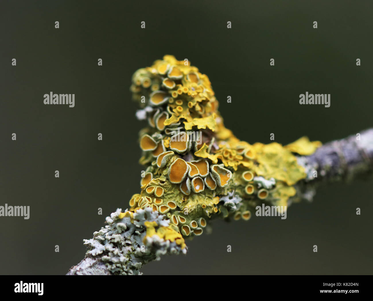 Xanthoria parietina frondosa comune lichene arancione sul ramo Foto Stock