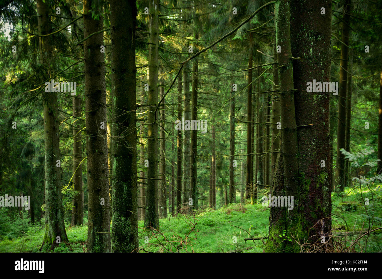 Alberi incantato nella foresta di sera. vecchio albero. bellissimo paesaggio con alberi verdi foglie. natura dello sfondo. Foto Stock