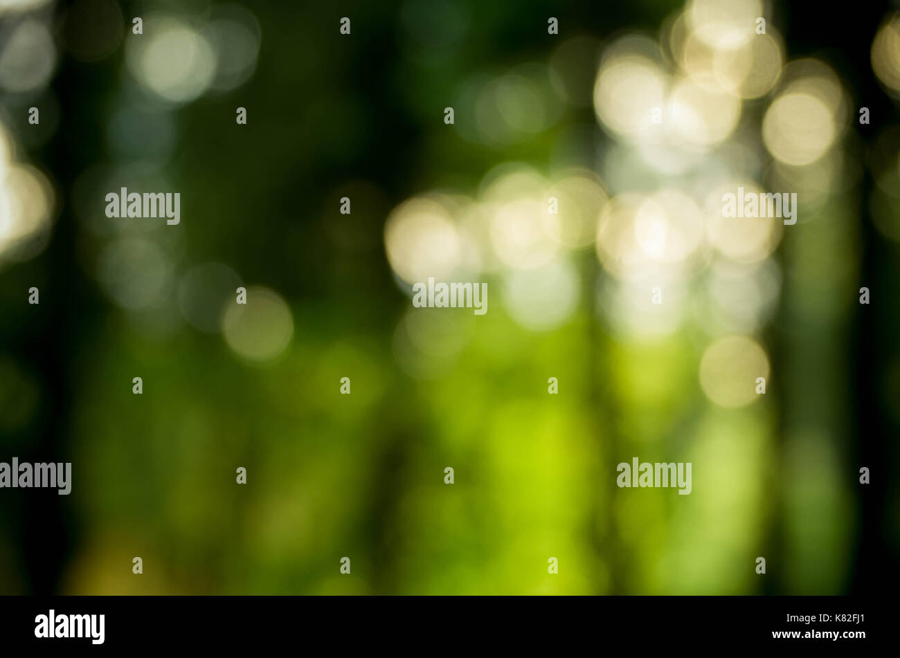 Verde sfondo naturale di fuori fuoco foresta o bokeh di fondo. Foto Stock