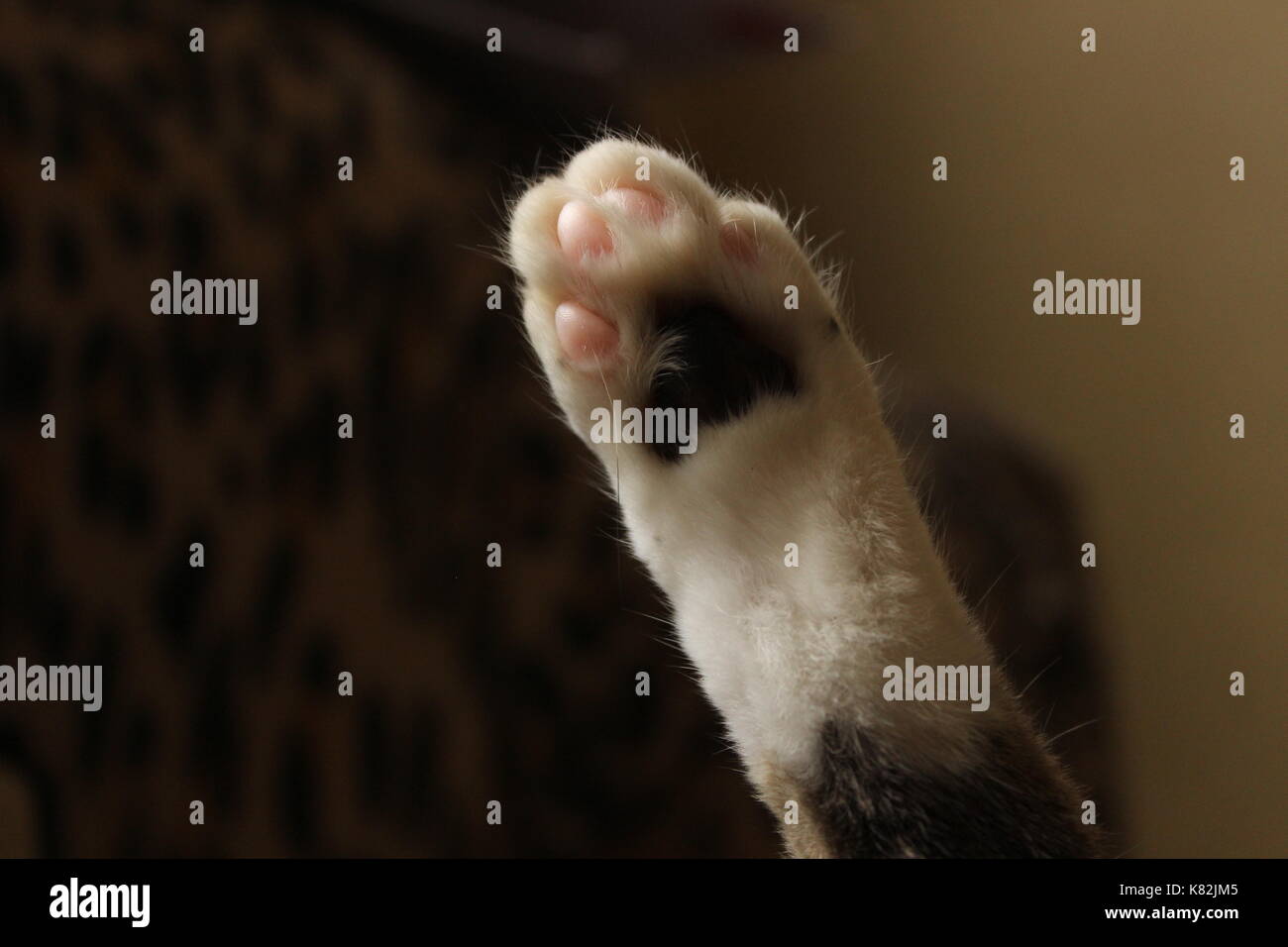 Macro colpo di zampa di gatto Foto Stock