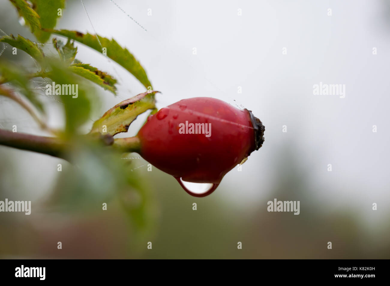 rosa canina Foto Stock