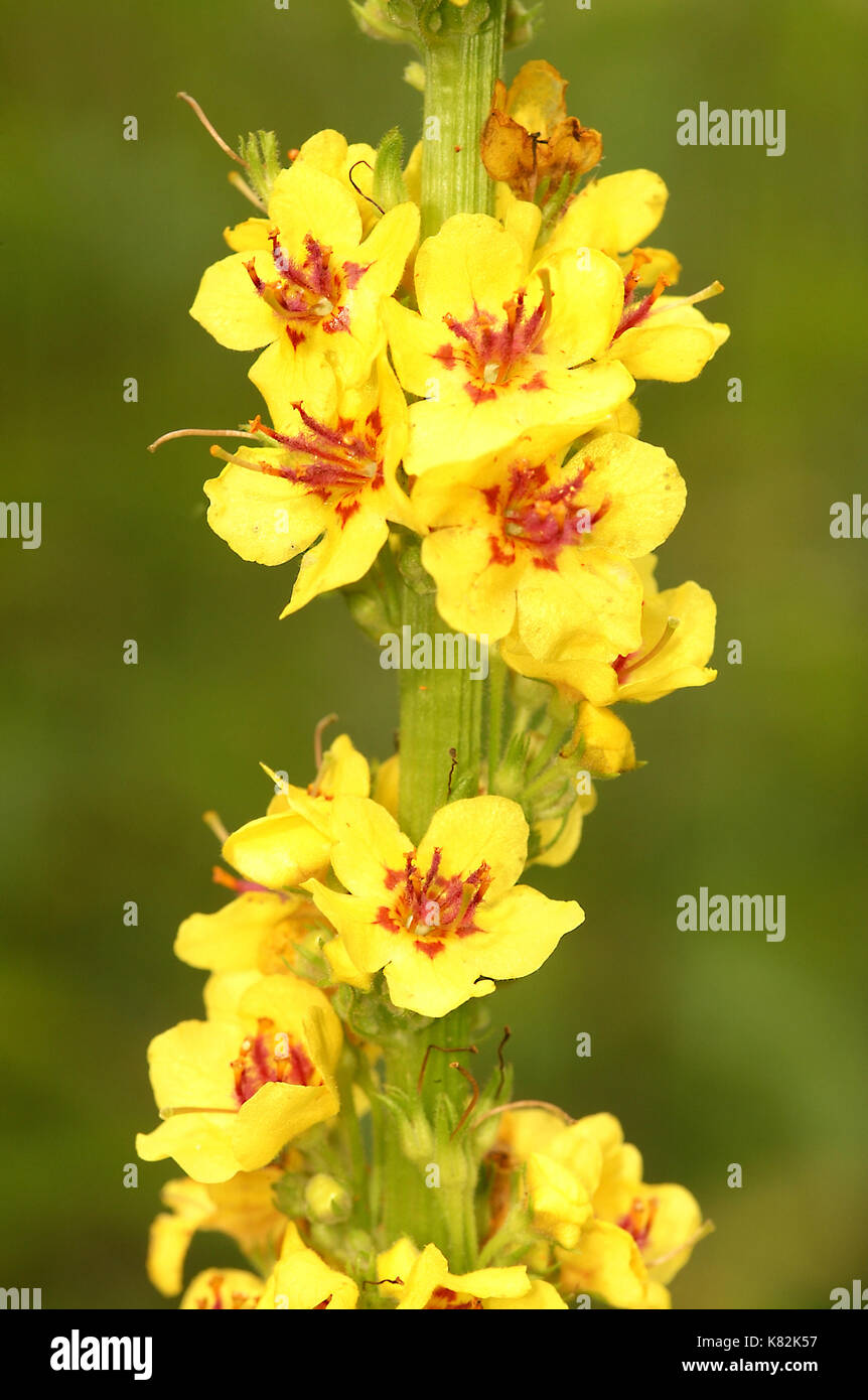 La verga di Aronne fiore (molène thapsus) Foto Stock