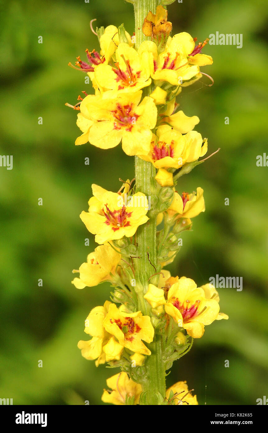 La verga di Aronne fiore (molène thapsus) Foto Stock