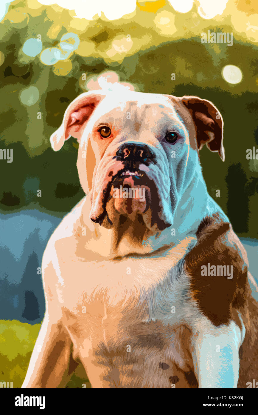 Bulldog Inglese Pop Art Foto Stock Alamy