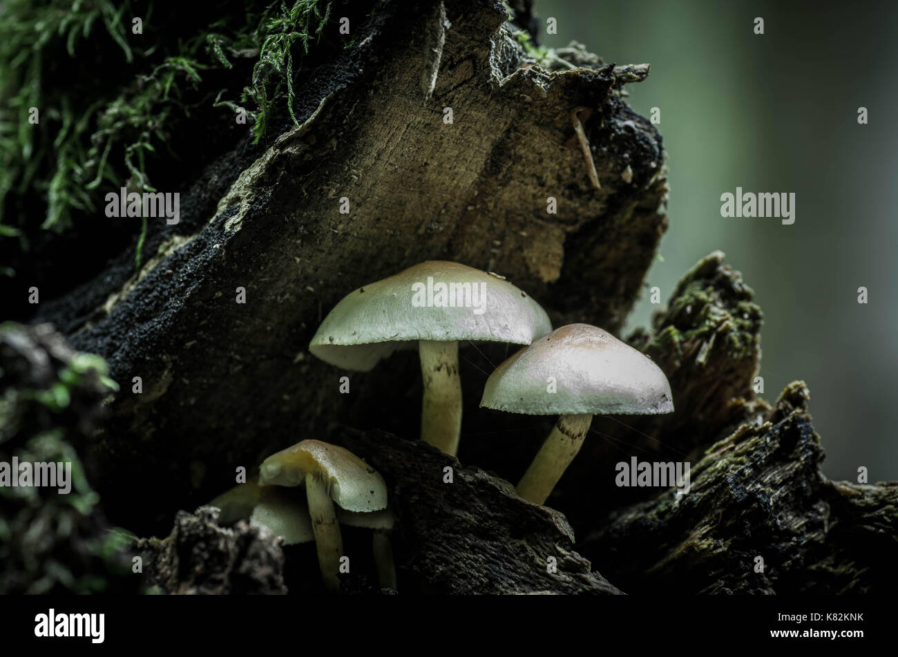 Funghi sulla struttura della foresta, Funghi, Funghi sul tronco, funghi selvatici. Foto Stock