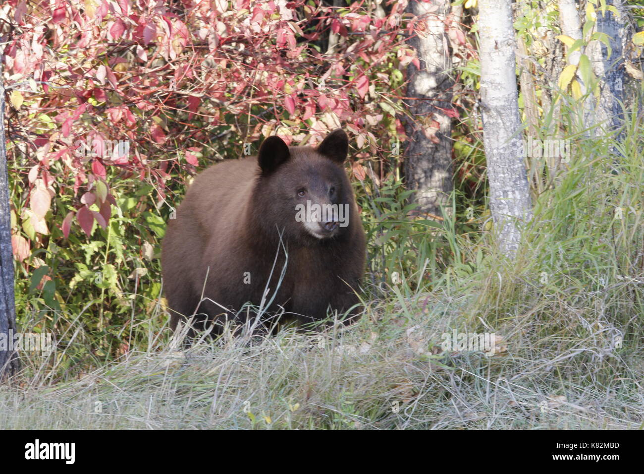 Piuttosto di orso bruno rosso da foglie di autunno Foto Stock