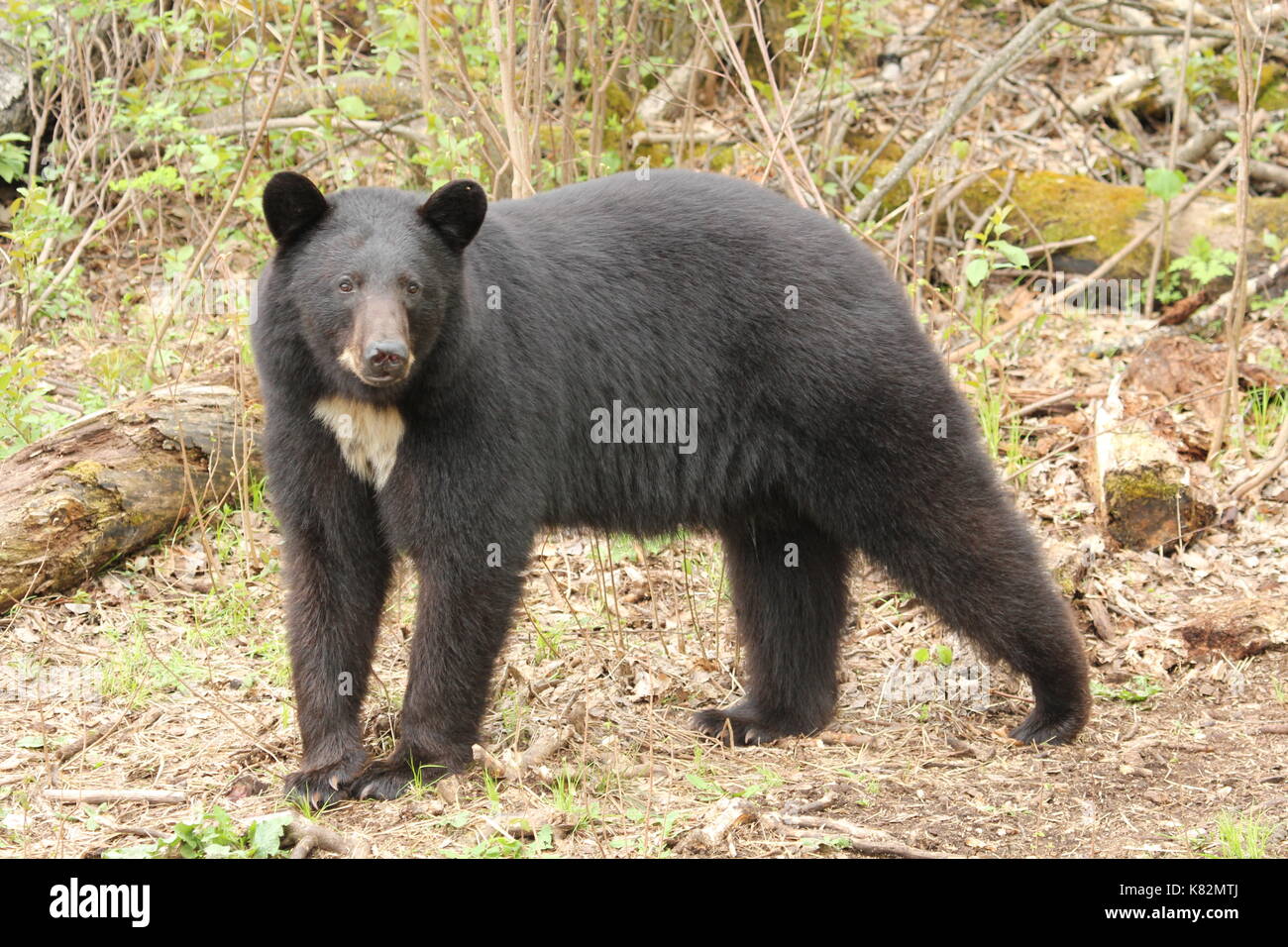 Colore nero orso con chiazza bianca sul petto Foto Stock