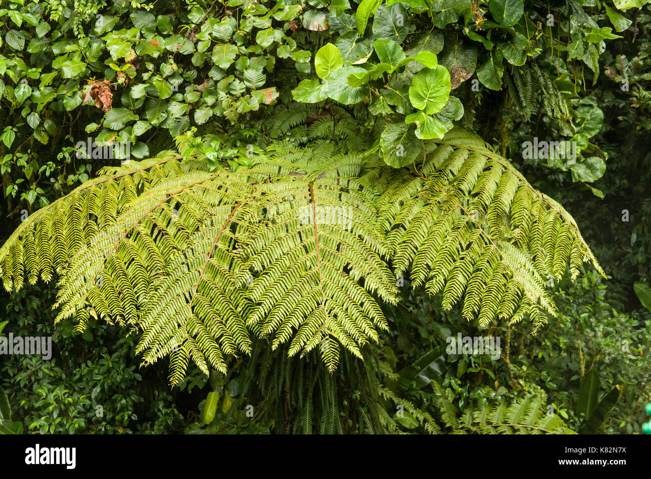 A ventaglio di crescita della pianta nella tettoia, visto dal cielo di Monteverde a Piedi nel Parco Nazionale di Monteverde, Costa Rica Foto Stock