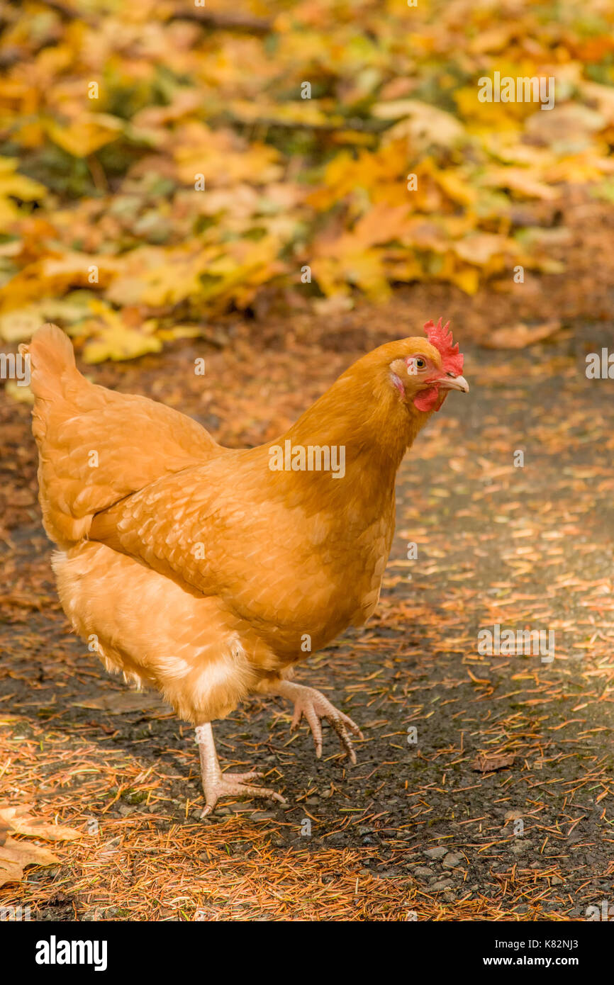 Free-ranging buff orpington pollo in western Washington, Stati Uniti d'America Foto Stock