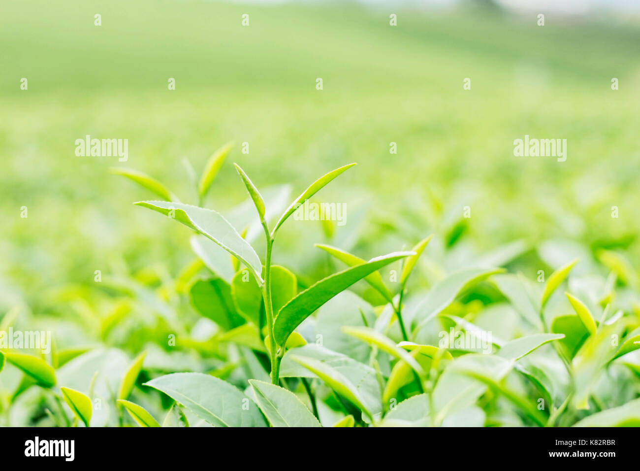 Foglia di tè con uno sfondo verde. Foto Stock