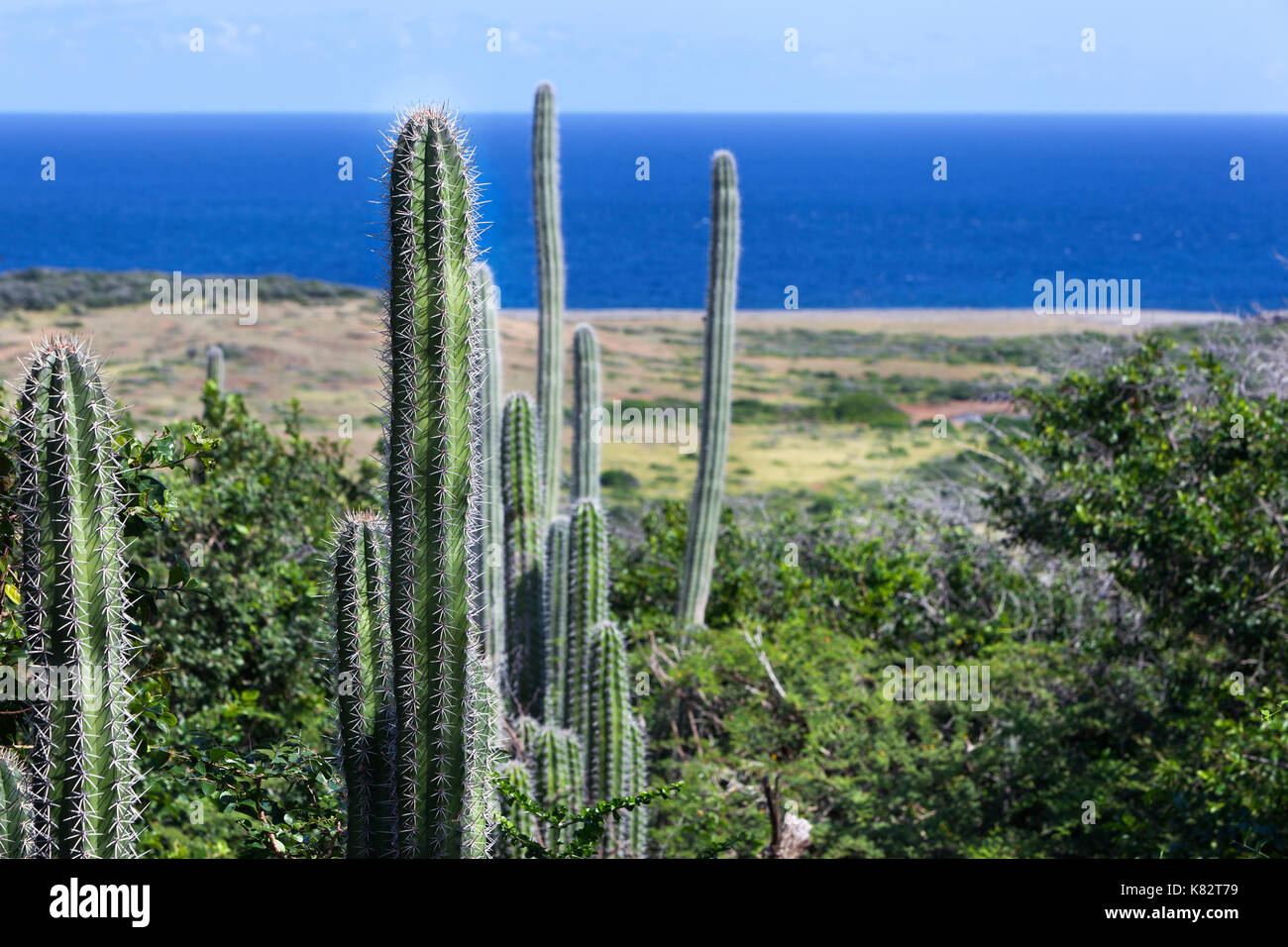 Paesaggio con cactus e l'oceano sullo sfondo a Curacao Foto Stock