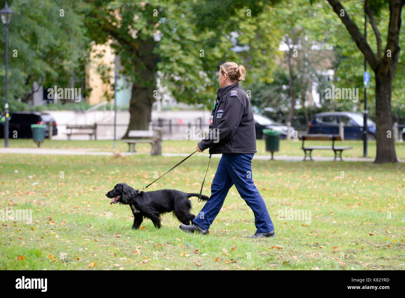 Bomba terroristica Parsons Green, Londra. Cane da sniffer della polizia alla ricerca di altri dispositivi Foto Stock