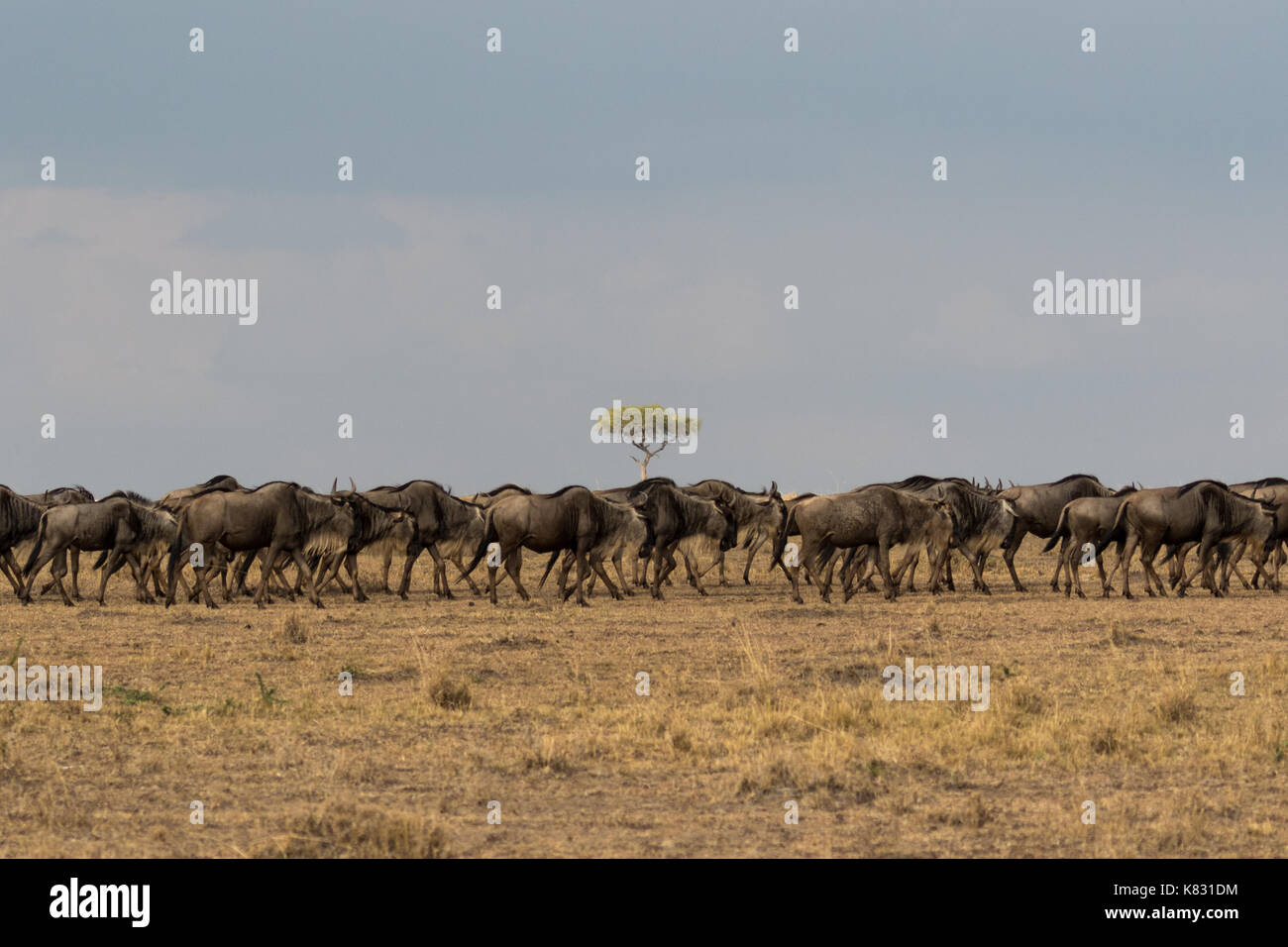 La grande migrazione - un treno di wilderbeast fanno la loro strada attraverso il masai Mara in Kenya dal Serengeti in Tanzania Foto Stock