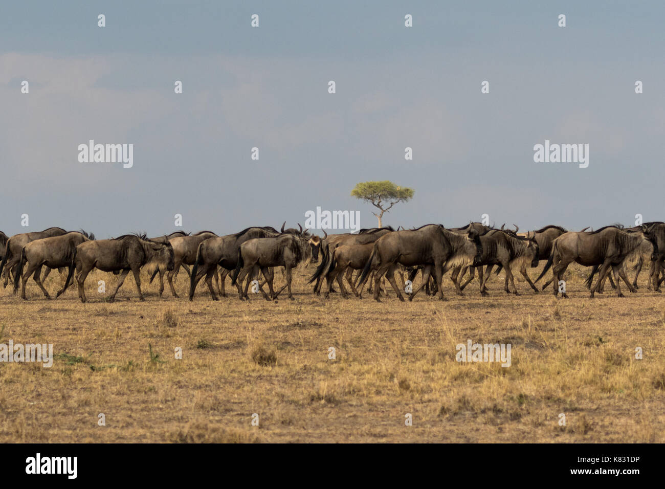 La grande migrazione - un treno di wilderbeast fanno la loro strada attraverso il masai Mara in Kenya dal Serengeti in Tanzania Foto Stock