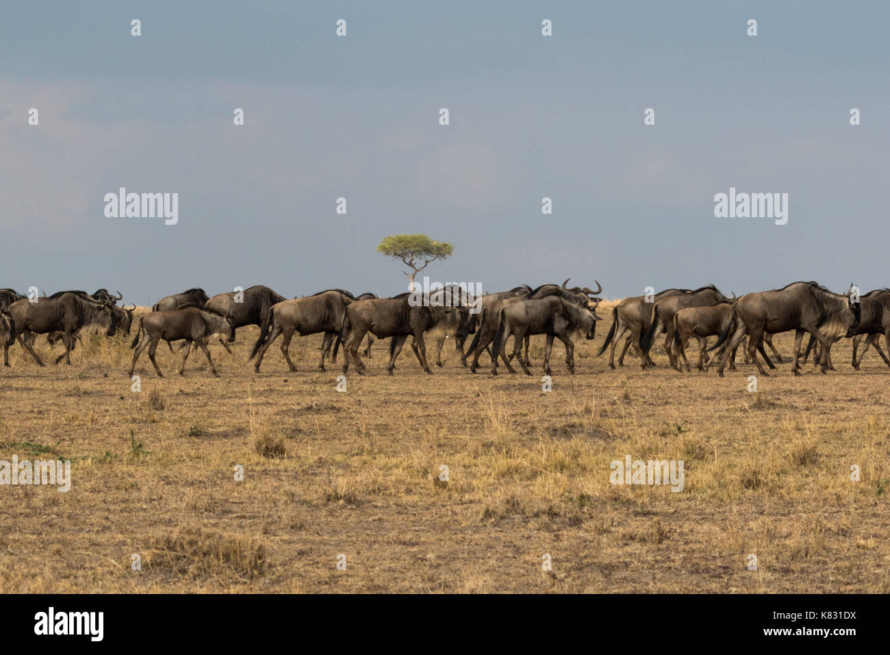 La grande migrazione - un treno di wilderbeast fanno la loro strada attraverso il masai Mara in Kenya dal Serengeti in Tanzania Foto Stock