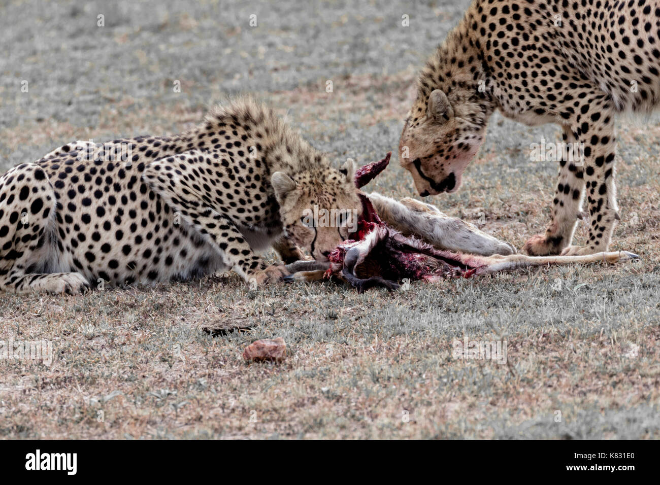 Due fratelli ghepardo di mangiare le antilopi che recentemente hanno ucciso. Sul masai Mara, Kenya Foto Stock